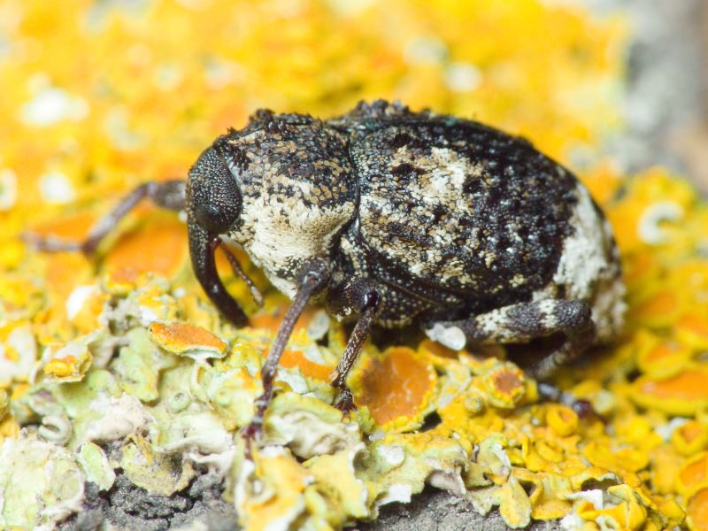 Cryptorhynchus (Cryptorhynchus) lapathi (Linnaeus, 1758)